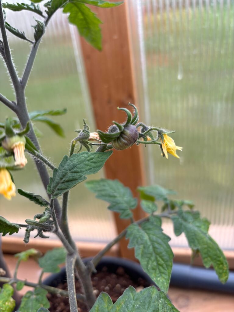 First tomato of the season forming!