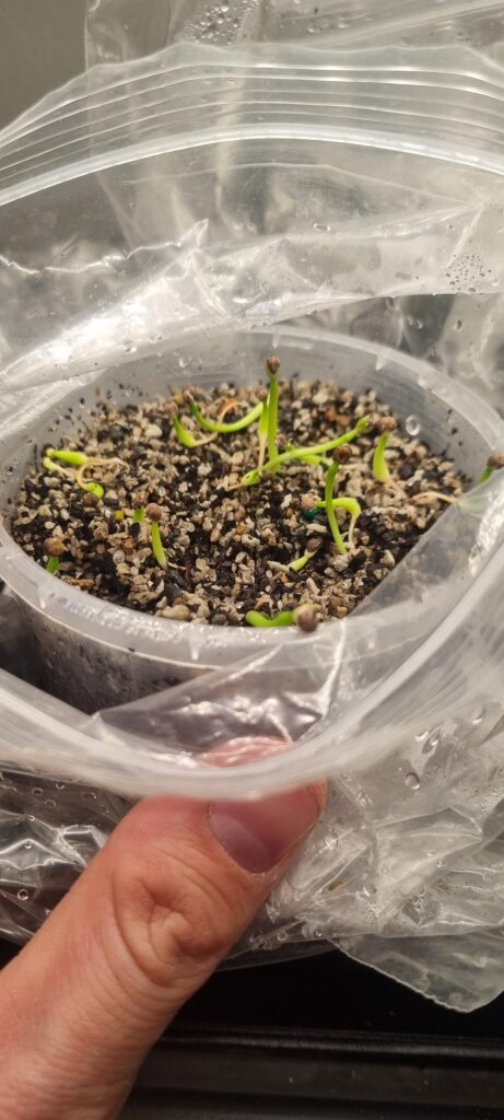 Euphorbia obesa seedlings
