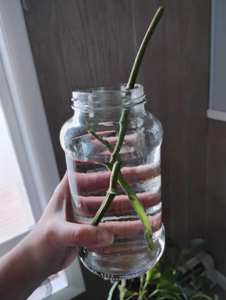 Propagating…Am I doing it right? Propagating...Am I doing it right?