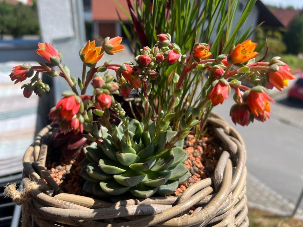 Echeveria-Blüte