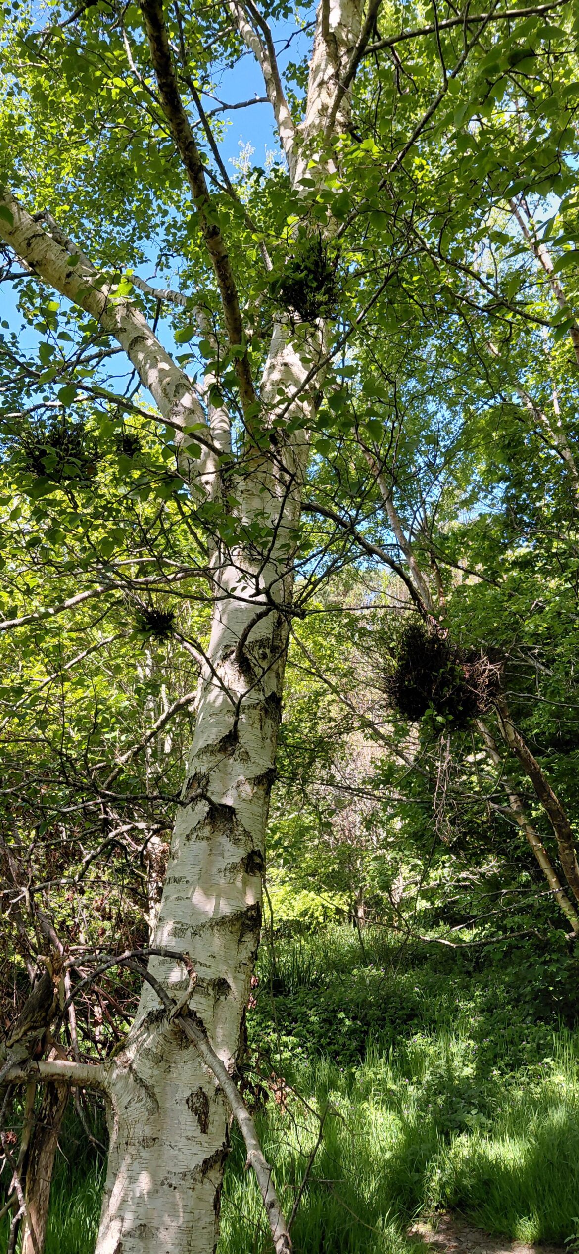 Are these birds nests in birch trees in ireland? Are these birds nests in birch trees in ireland?