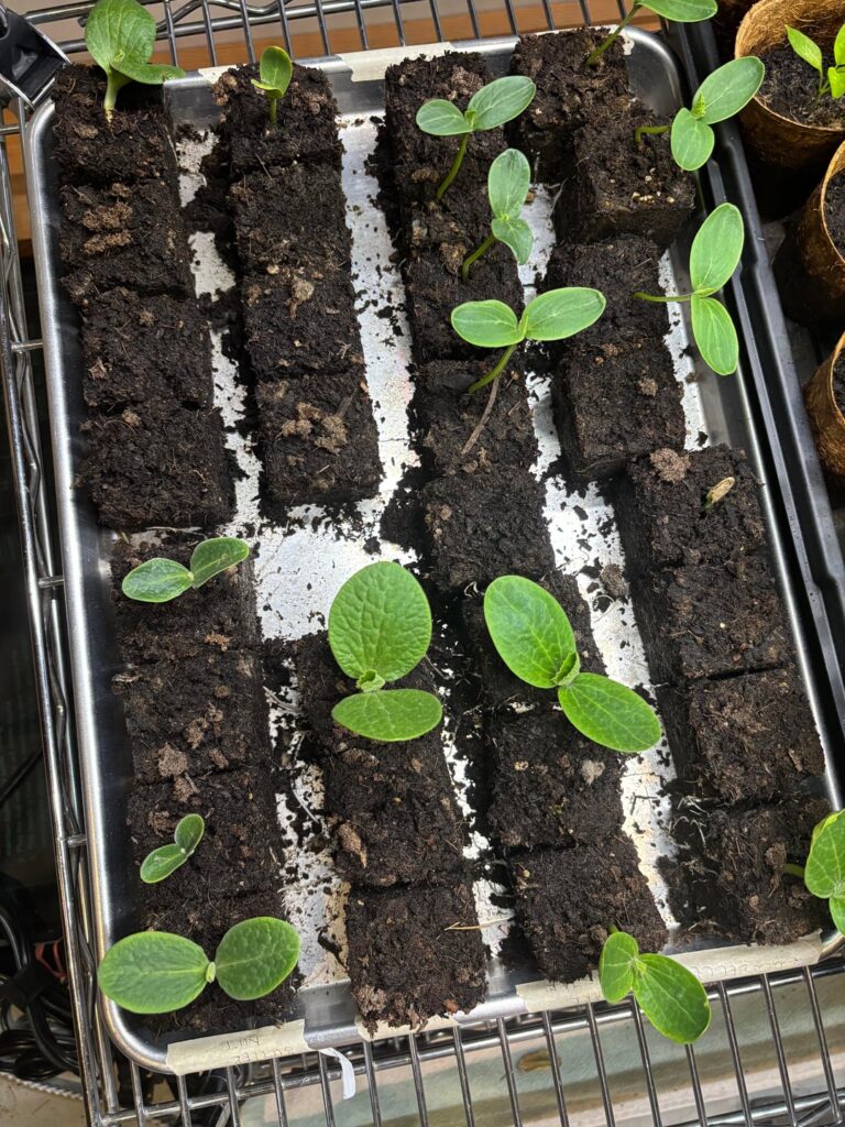 Squash plant root disturbance