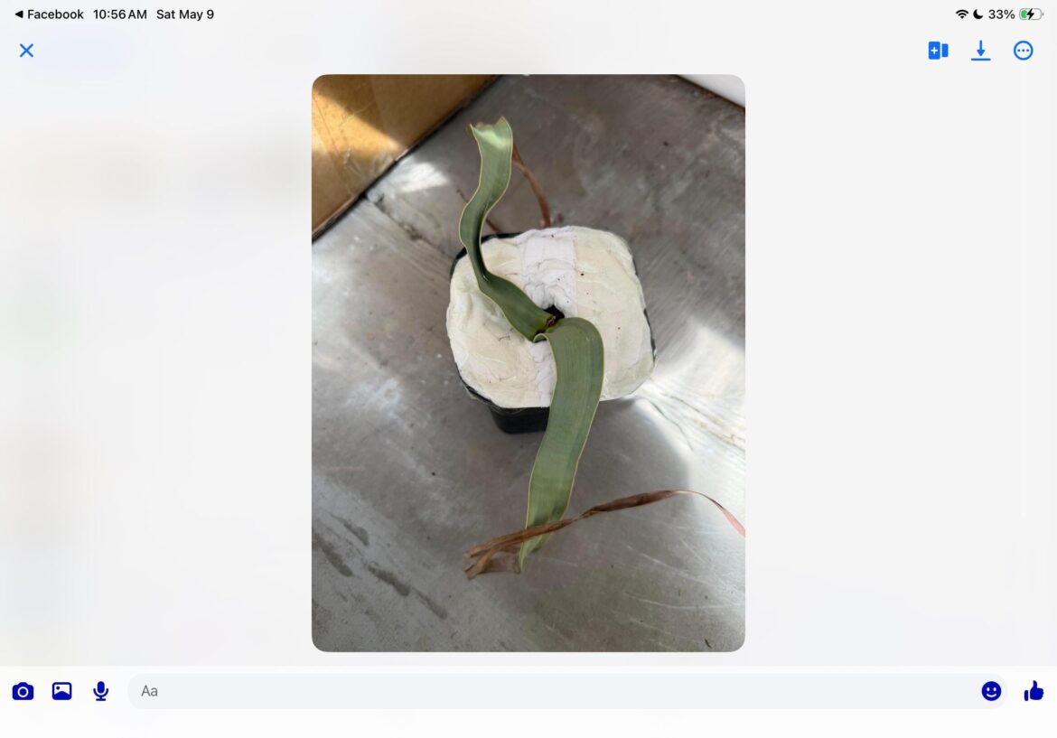 I bought this pretty good sized welwischia for $95 anyone have care tips?