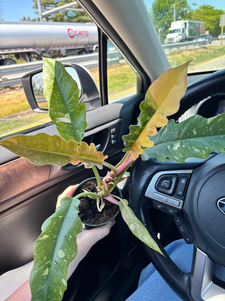 Got these babies today from a local greenhouse