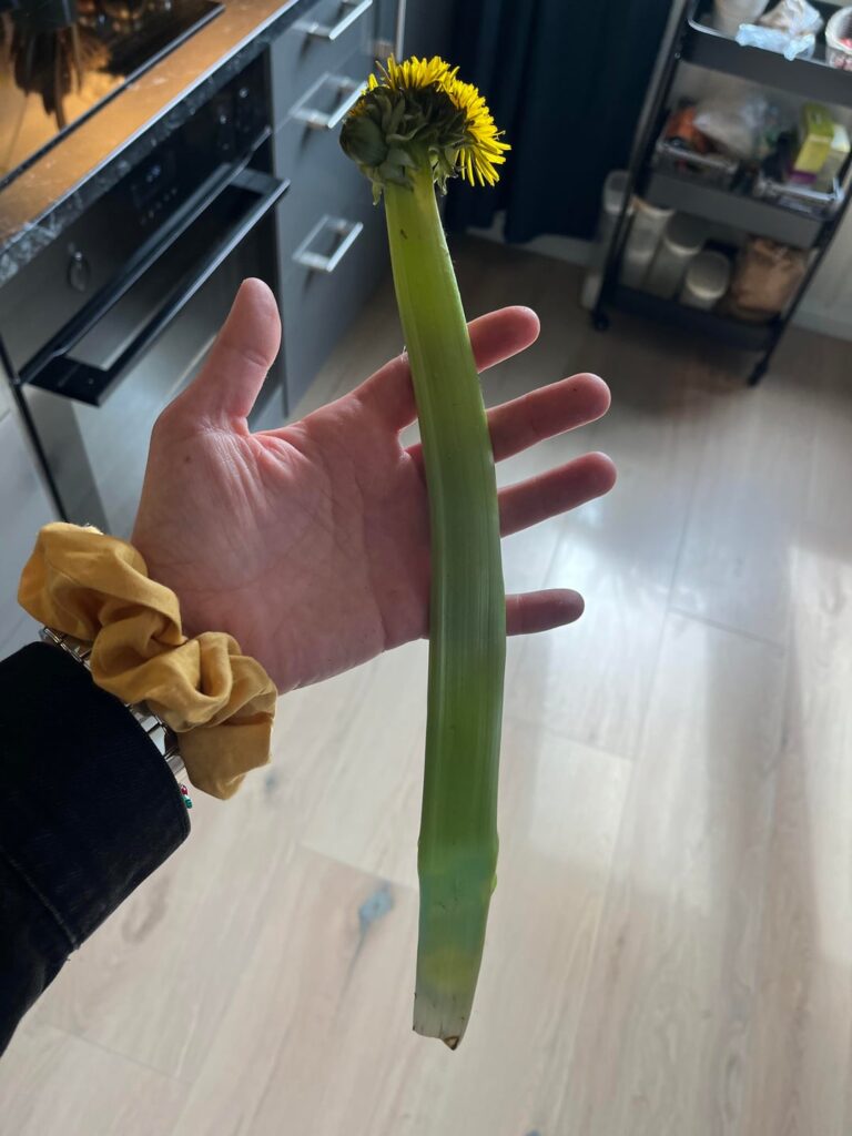 I found a mutated dandelion!