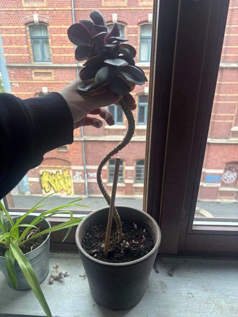 it cant stand!! help