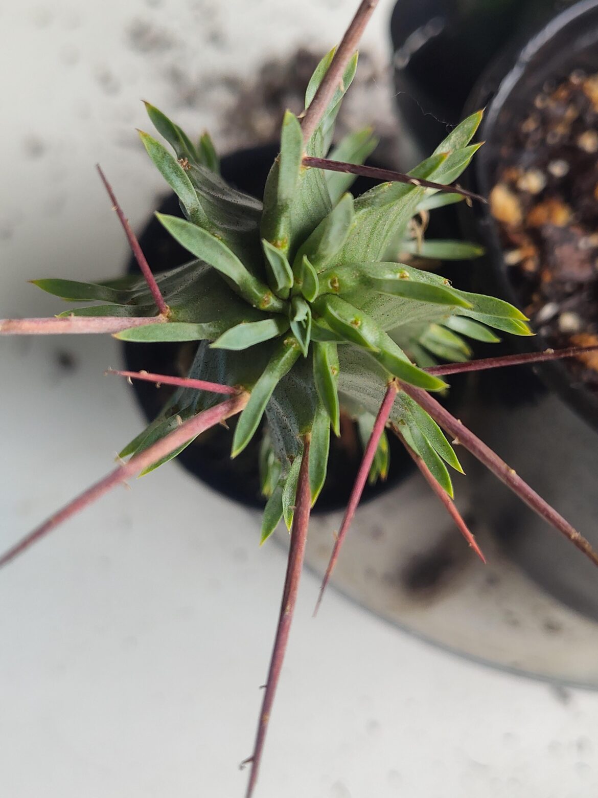 Labeled as horrida but an other guesses would be appreciated.