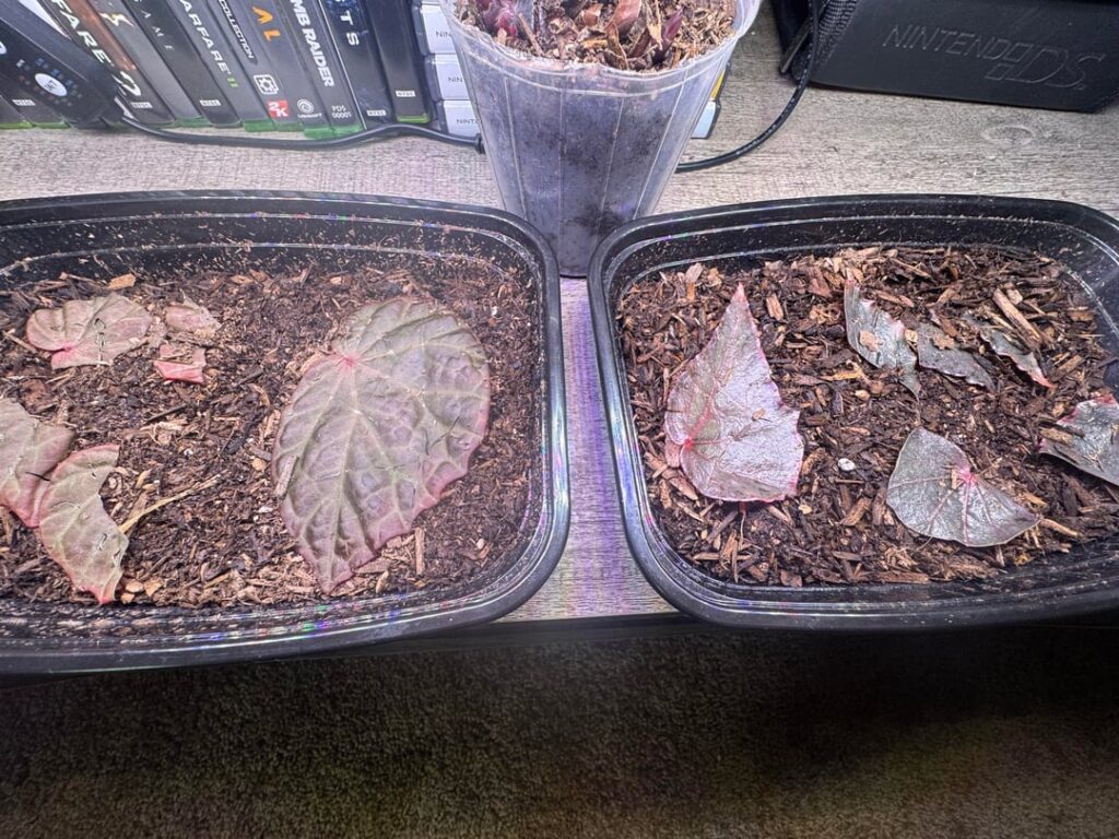 Botanicaz leaf cutting propagation advice. Botanicaz leaf cutting propagation advice.