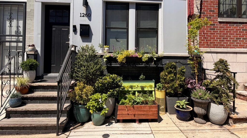 south Philly container gardening! south Philly container gardening!