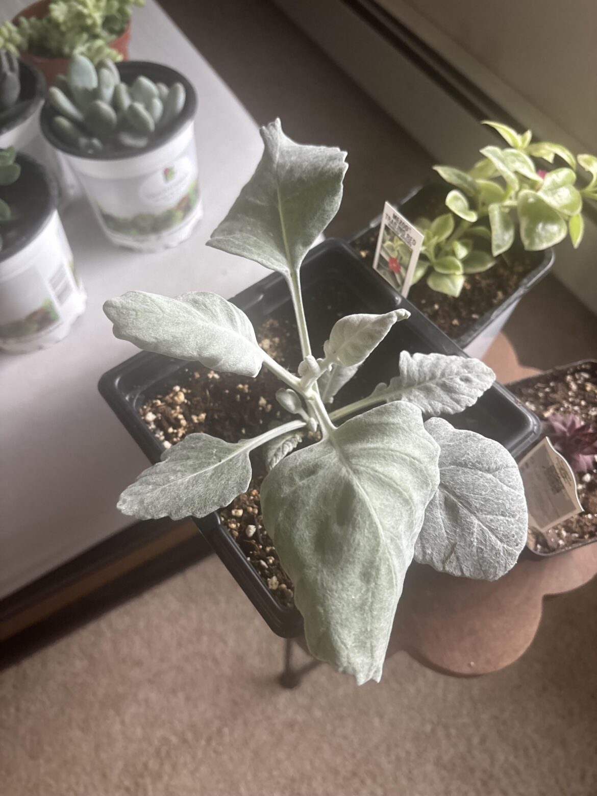 Is my plant needing help?
