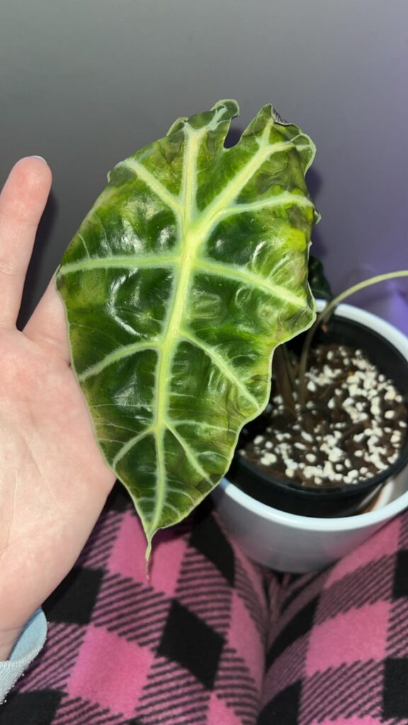 Repotted recently and now she’s crispy. Kinda need help asap