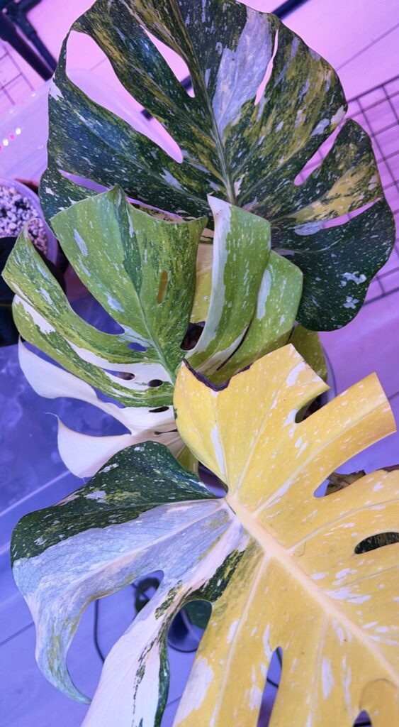 Monstera Thai Con Miracle “Simba”