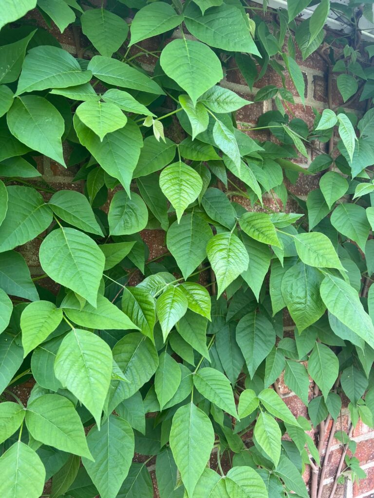Plant on the walls.