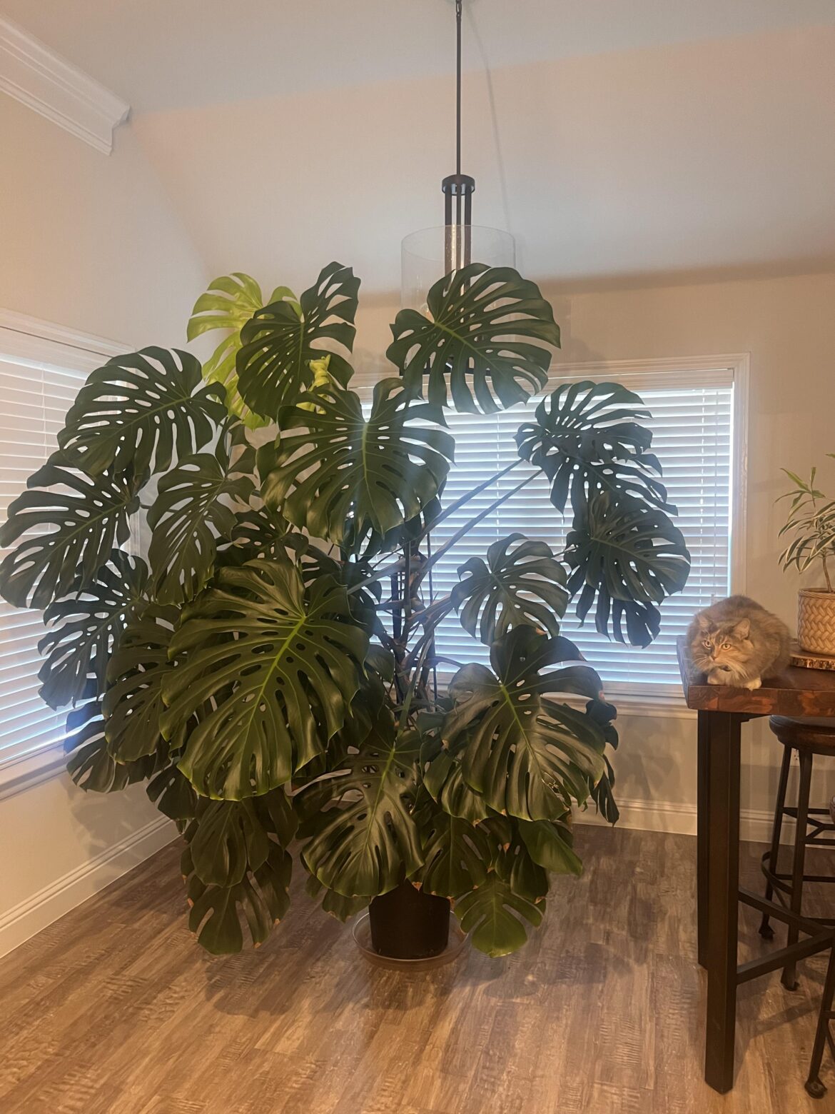 8 Year Old Monstera