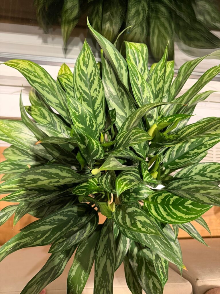 Brown tips on my Aglaonema? Brown tips on my Aglaonema?