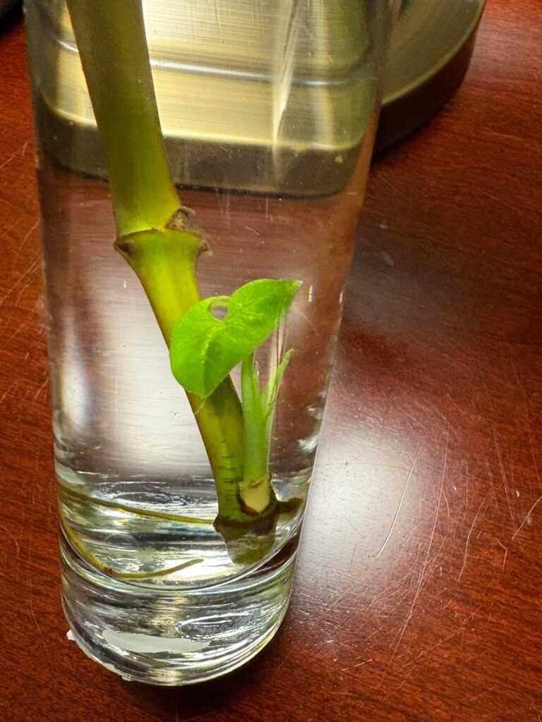 In the depths of the water, an adansonii emerges! In the depths of the water, an adansonii emerges!