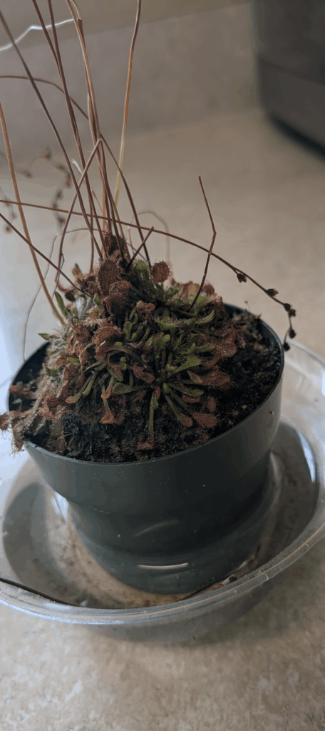 My poor Sundew!
