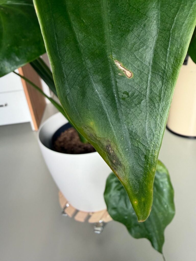 Help pls!