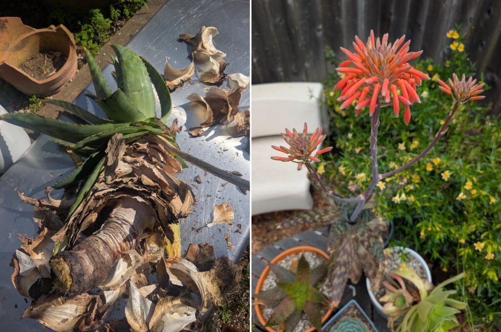 Just two months from dump rescue to blooming beauty