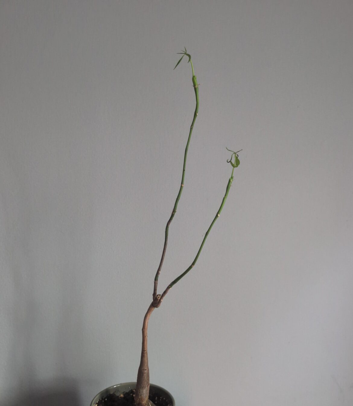 To the person with the money tree with one leaf, this is your sign to never give up!