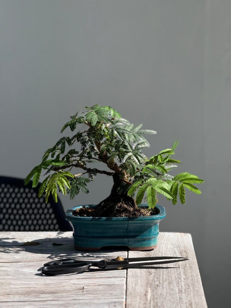 Calliandra shohin
