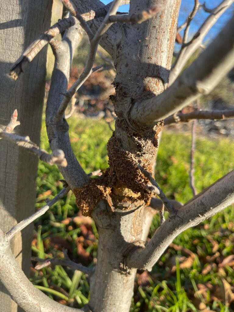 What’s eating my Crab Apple??
