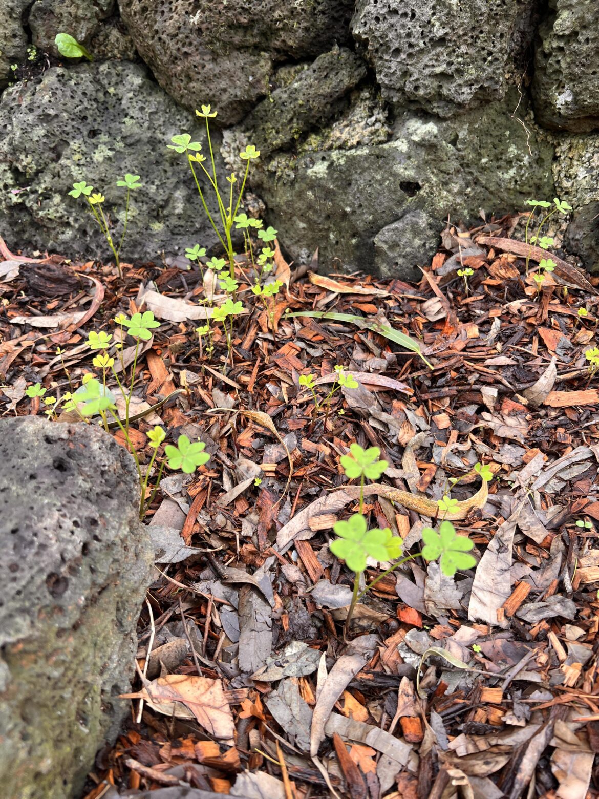 Oxalis help