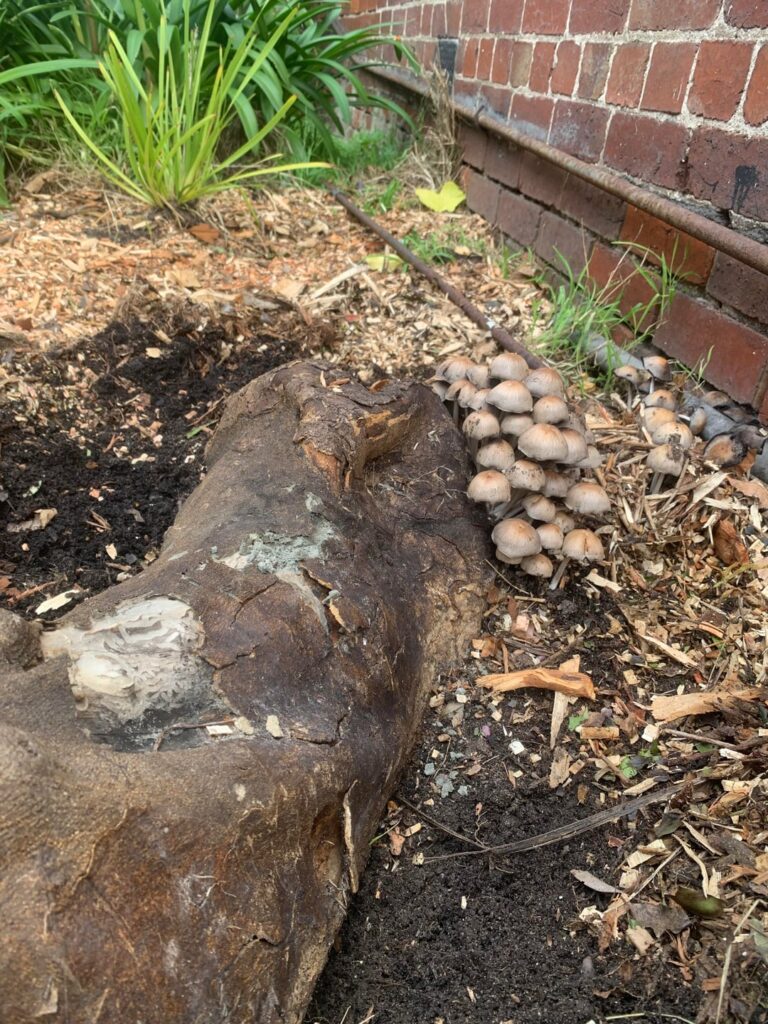 Is this the beginning of the end for my lemon tree ?