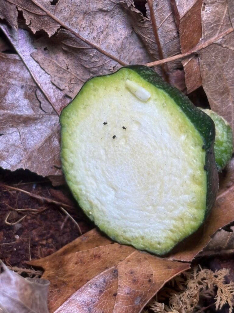 Bio active terrarium – what are these bugs??? Bio active terrarium - what are these bugs???