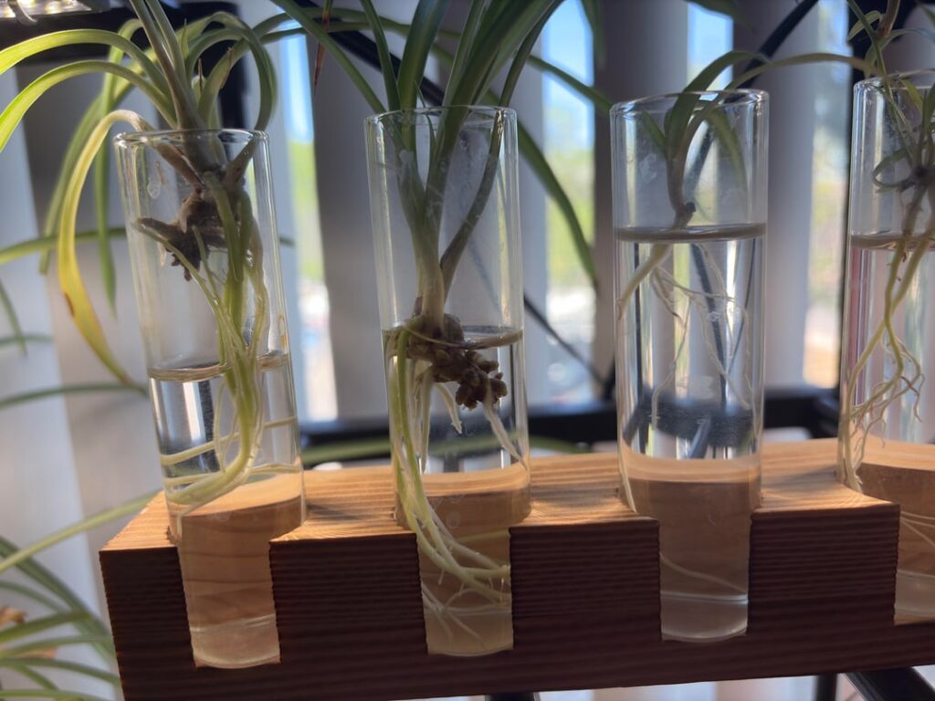 What size pot for these spider plant props? Do they look ready for soil?