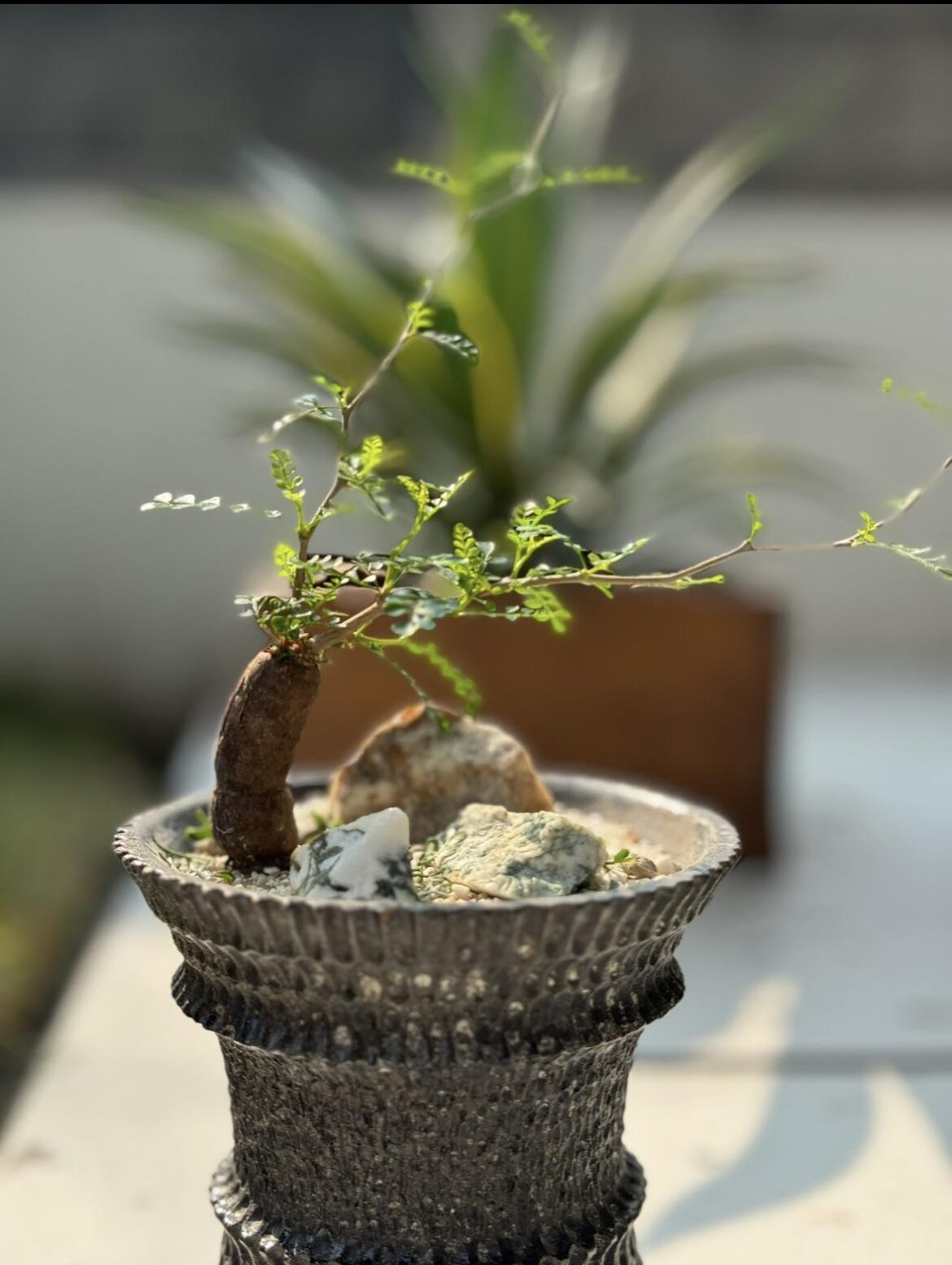 Operculicarya Pachypus root cutting on planter