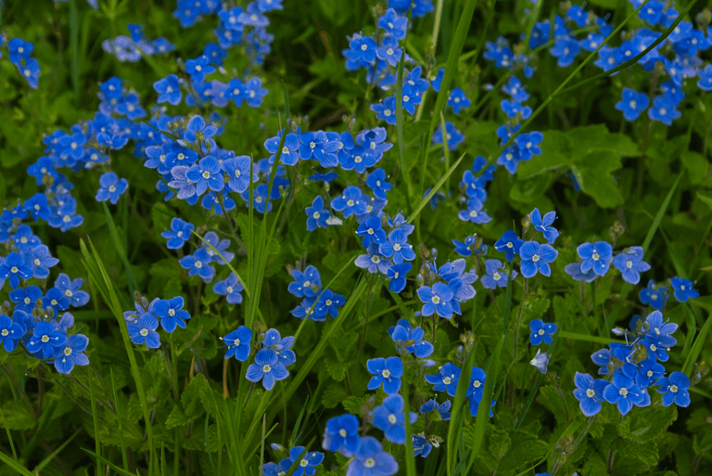 Wildflowers in the UK
