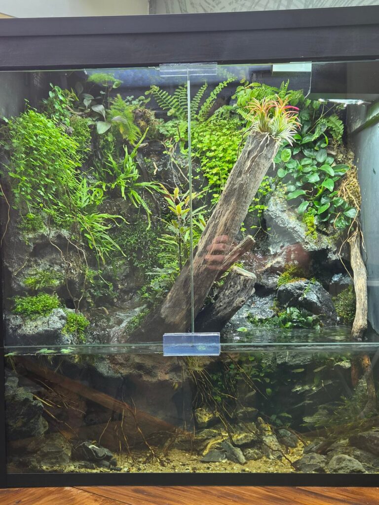 Vampire crab paludarium Vampire crab paludarium