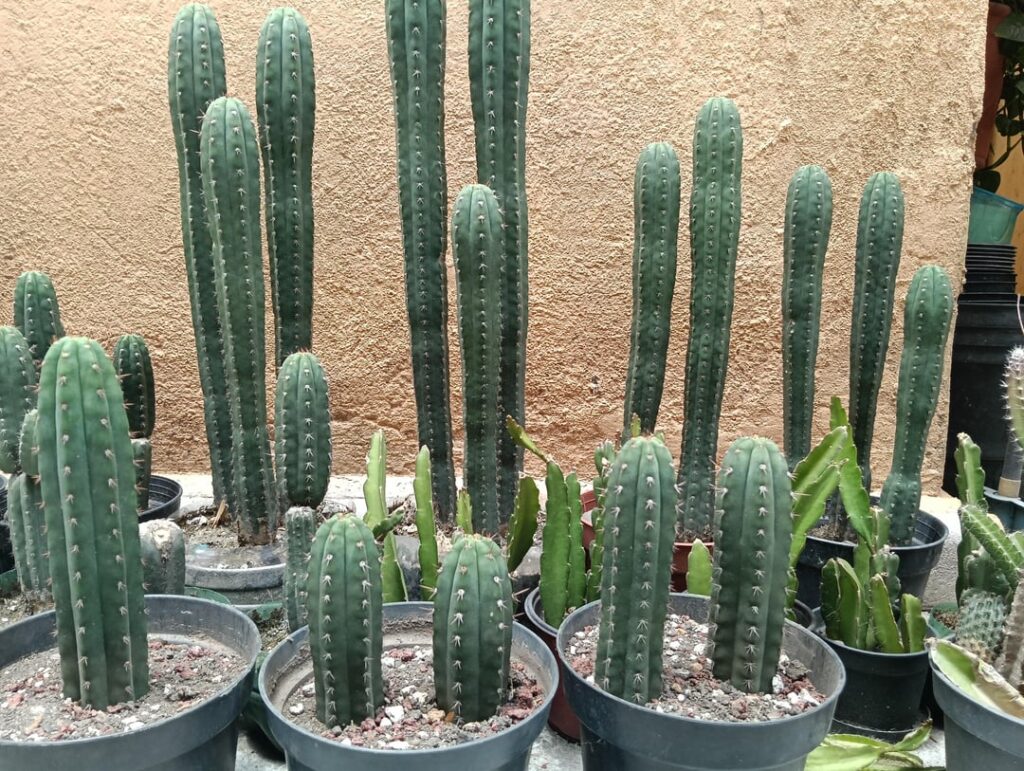 My san Pedros