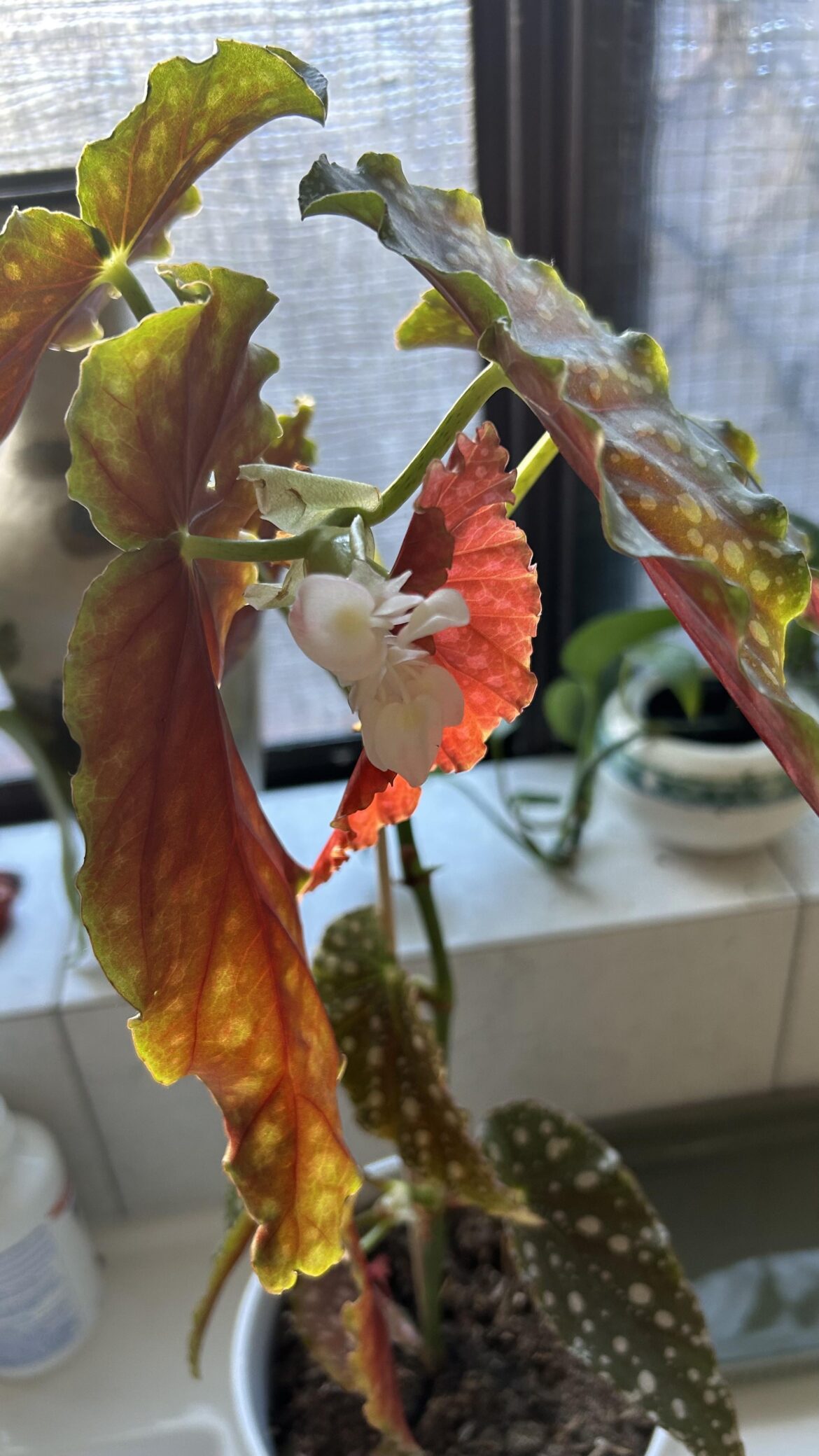 Begonias have flowers?