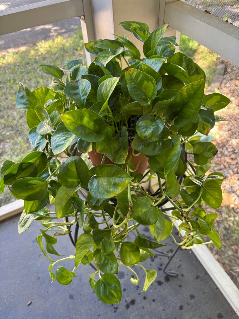 Golden Green