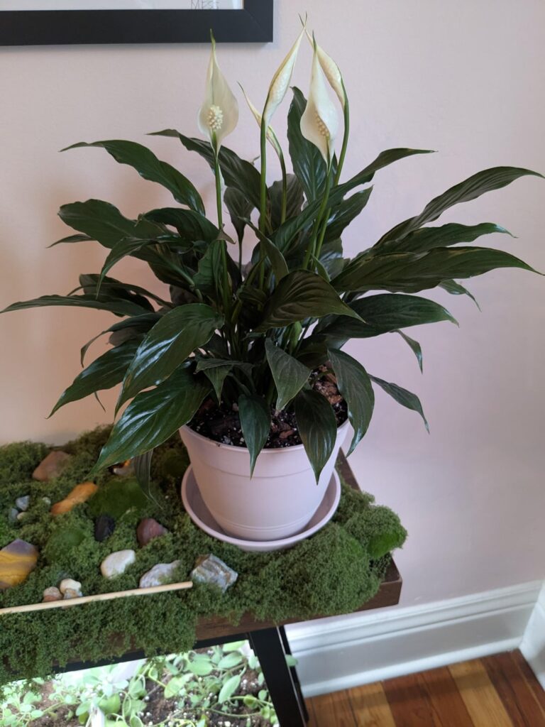 Does my peace lily look happy? Does my peace lily look happy?