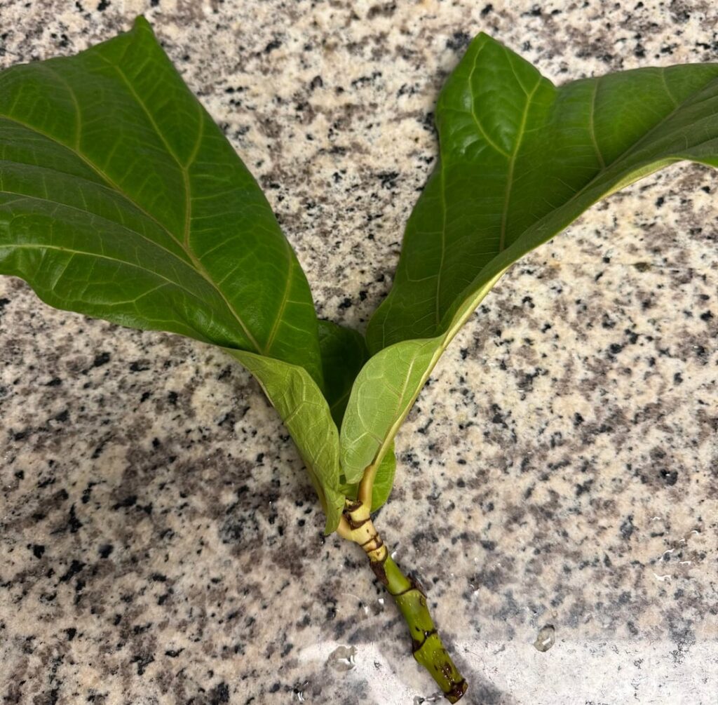 water propagation cutting