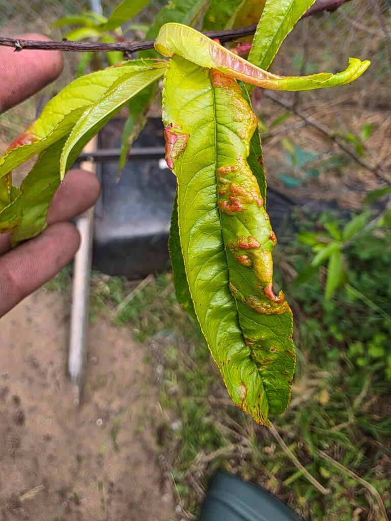 Peach tree, What Disease and how to treat. Tried copper no dice. Peach tree, What Disease and how to treat. Tried copper no dice.