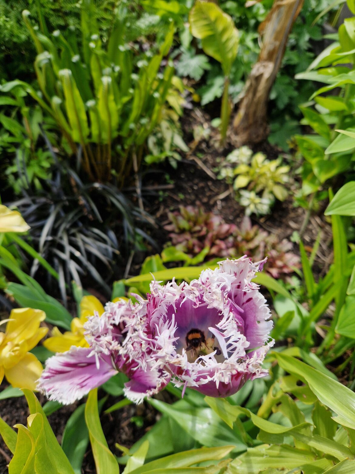 Caught a bee asleep in one of my tulips