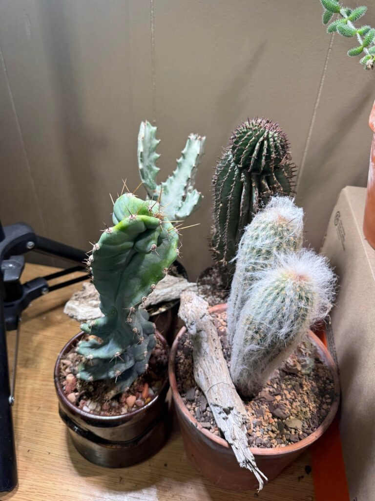 Thoughts on my collection?