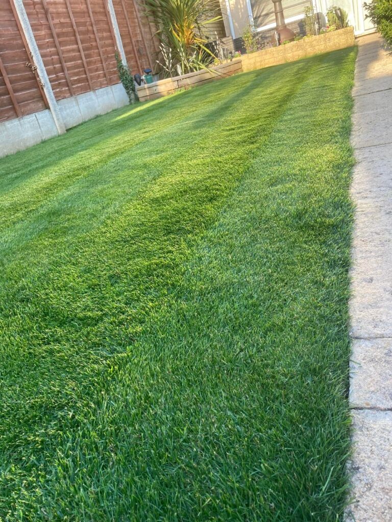 Before & Afters of my lawn this year!