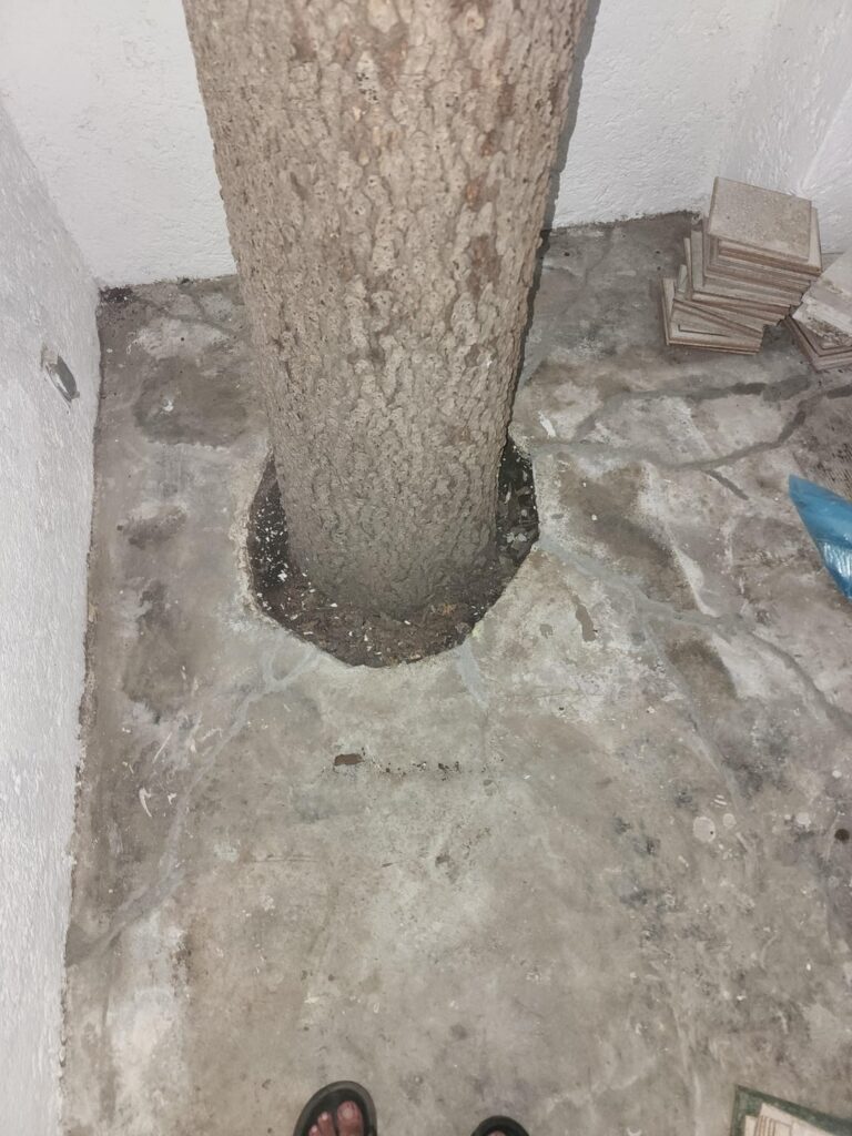 Sweetgum tree inside room