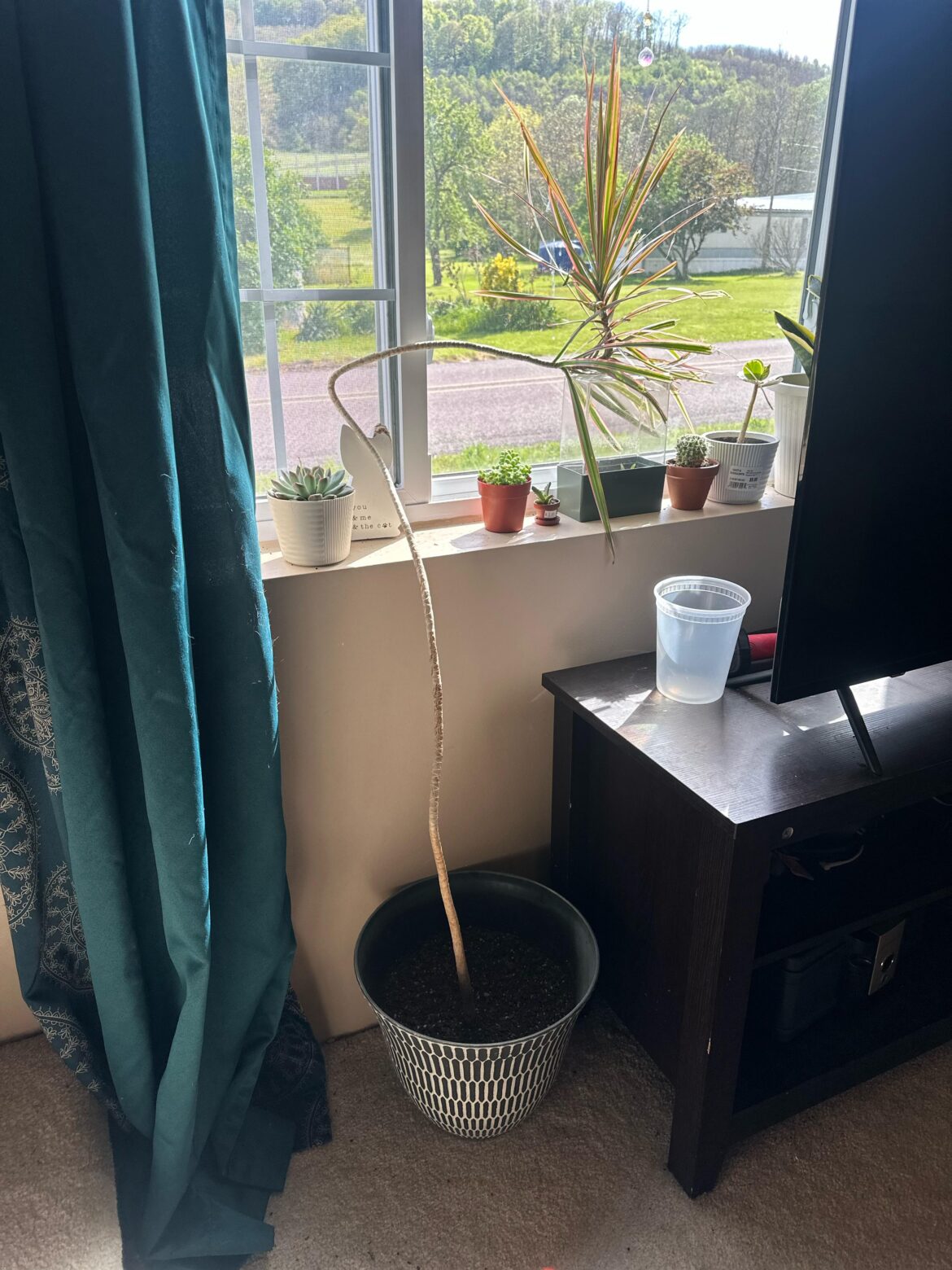 Dragon tree propagation