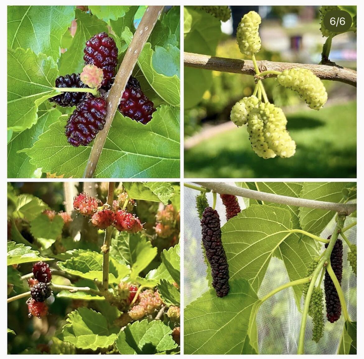 mulberries from my backyard