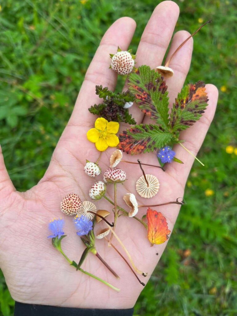 Random beauties I found