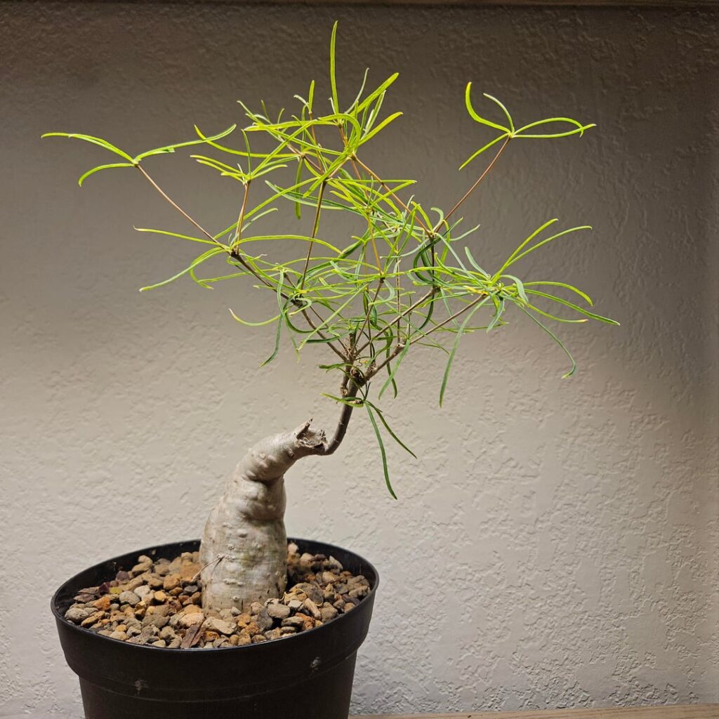 Euphorbia hedyotoides