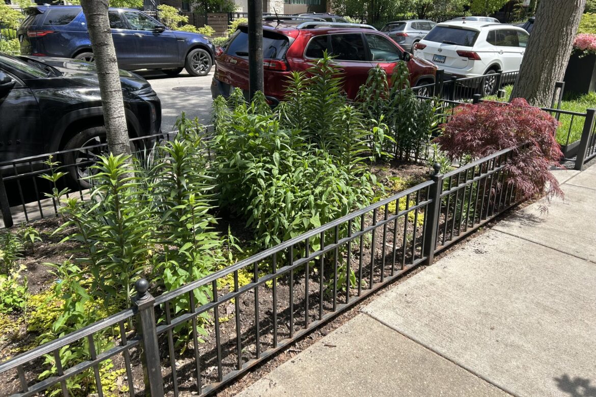 Good News For Gardeners: Native Plants On Parkways Can Grow To 36 Inches Under New City Rule Good News For Gardeners: Native Plants On Parkways Can Grow To 36 Inches Under New City Rule