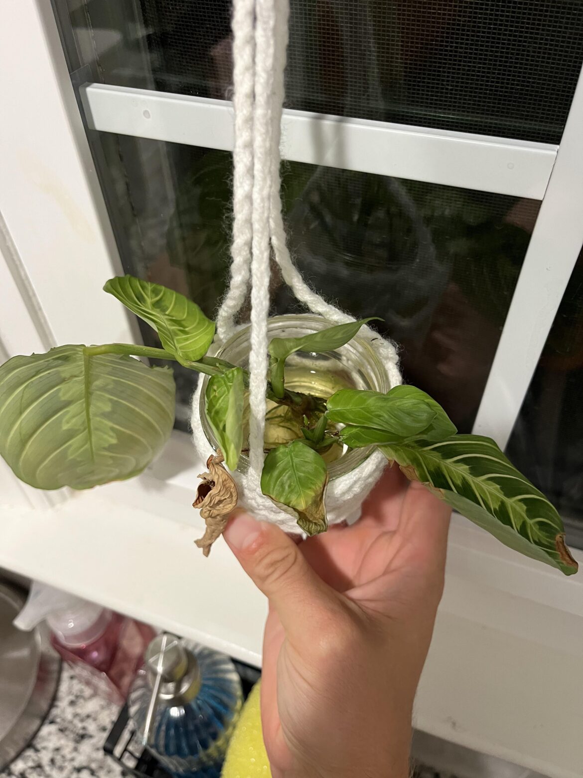 Prayer Plant Prop is sad Prayer Plant Prop is sad