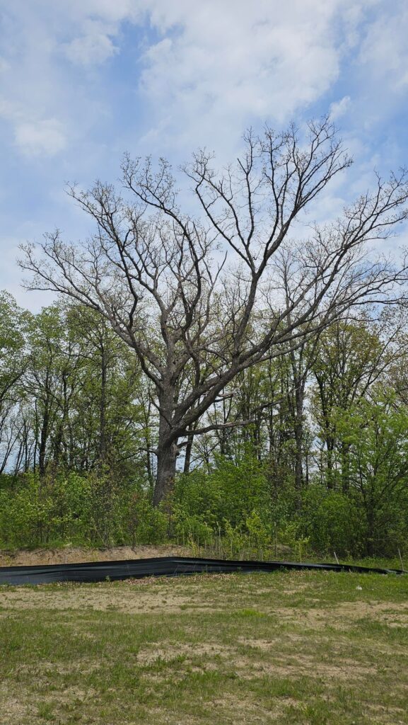 Behemoth Oak Behemoth Oak